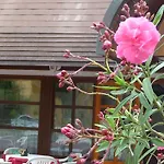 Oleander Siófok